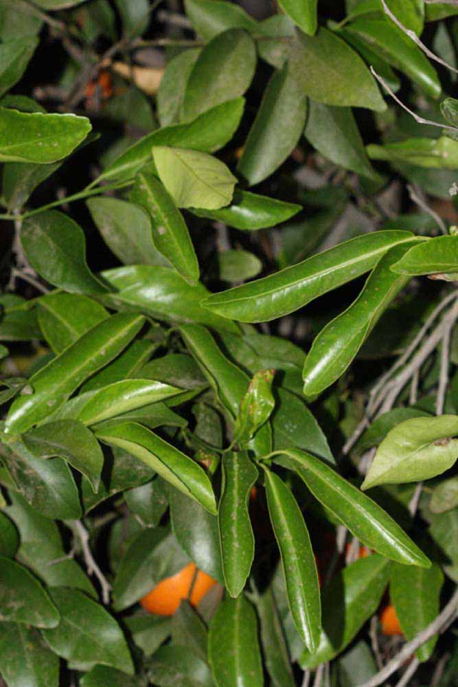              Shade leaves (Riverside, CA)       